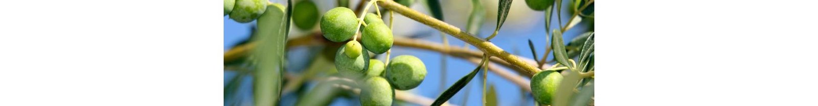 I nostri olii extravergine di oliva per  produttore